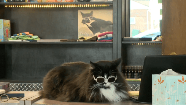 Truffles the cat wears glasses to help kids with vision impairment
